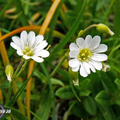 Ceraiste des champs_Bauges