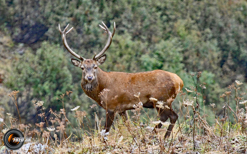 Cerfs Vanoise