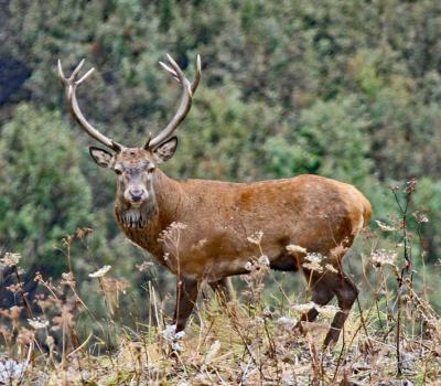 Cerfs Vanoise