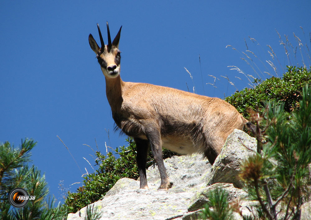 Chamois Mercantour