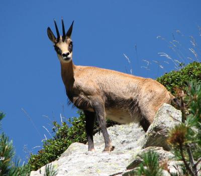 Chamois Mercantour