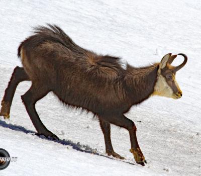 Chamois Mercantour