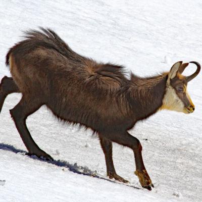 Chamois Mercantour