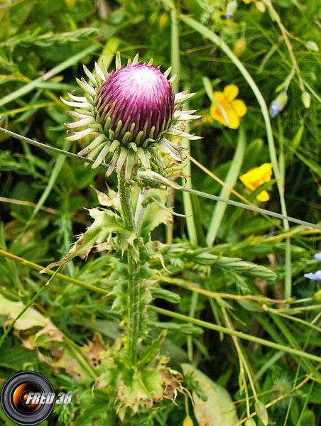 Chardon à feuilles de carline_Diois