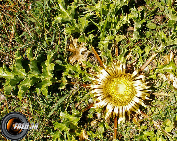 Chardon doré_Ubaye