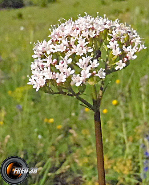 Chérophylle de Villars_Ecrins