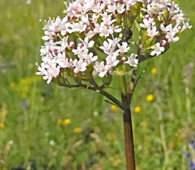 Chérophylle de Villars_Ecrins