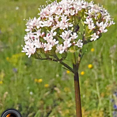 Chérophylle de Villars_Ecrins
