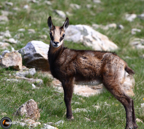 Chamois Mercantour