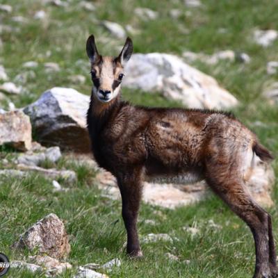 Chamois Mercantour