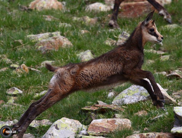 Chamois Mercantour