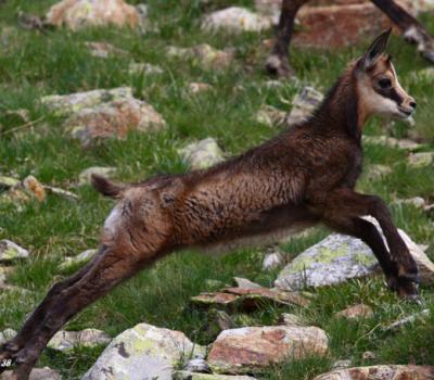 Chamois Mercantour