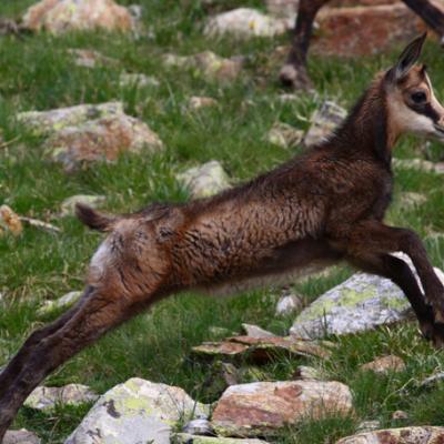 Chamois Mercantour