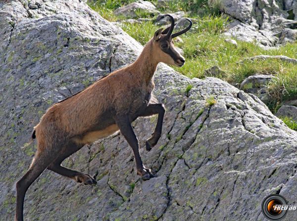 Chamois Mercantour