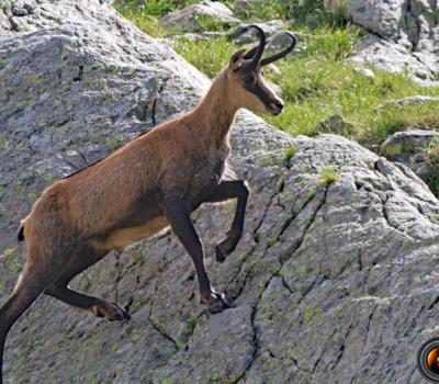 Chamois Mercantour