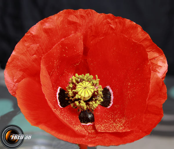 Coquelicot_Dauphiné