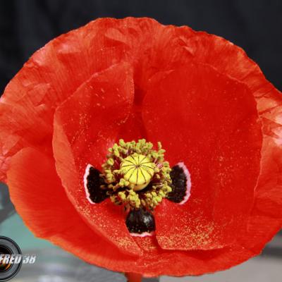 Coquelicot_Dauphiné