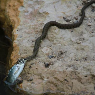 Couleuvre à collier