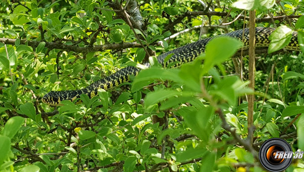 Couleuvre vert-et-jaune.