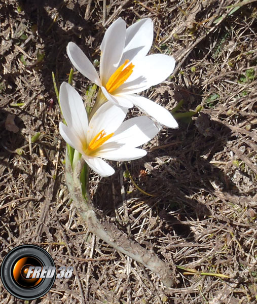 Crocus blanc_Diois