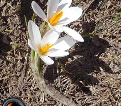 Crocus blanc_Diois