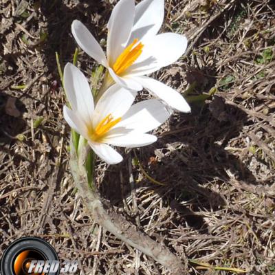 Crocus blanc_Diois