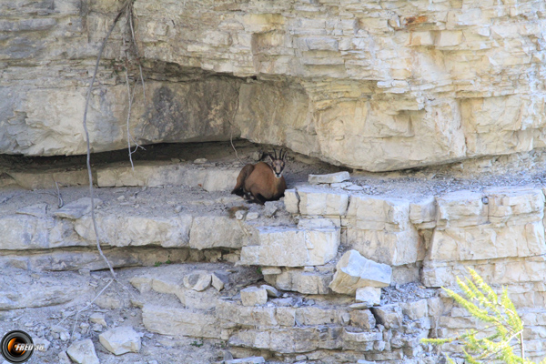 Chamois Mercantour