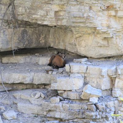 Chamois Mercantour