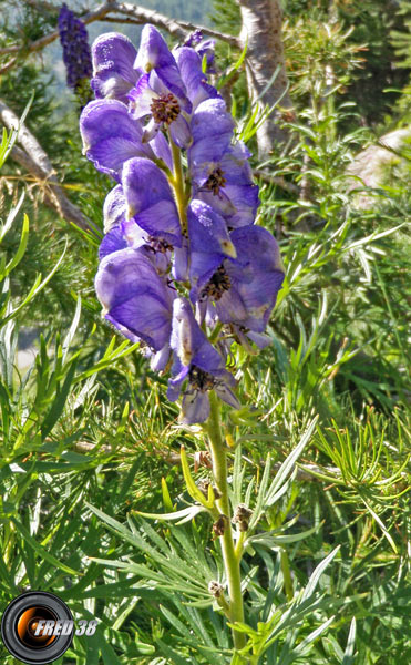 Dauphinelle des montagnes_Belledonne