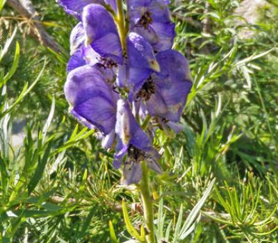 Dauphinelle des montagnes_Belledonne