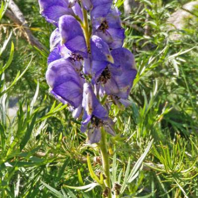 Dauphinelle des montagnes_Belledonne