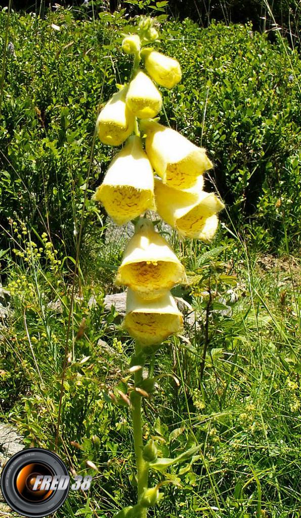 Digitale à grandes fleur_Belledonne