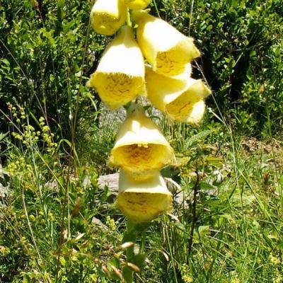 Digitale à grandes fleur_Belledonne