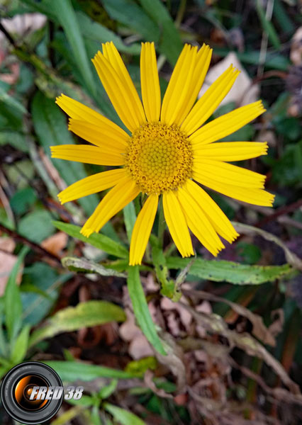 Doronic à grande fleur_Bauges