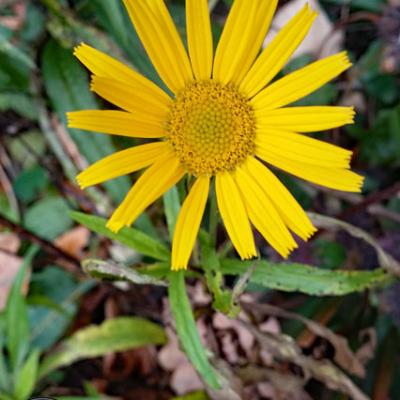 Doronic à grande fleur_Bauges
