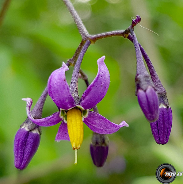 Douce-amère_Fleurs