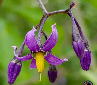 Douce-amère_Fleurs