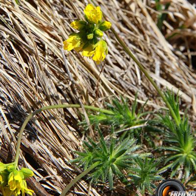 Drave faux-aizoon_Chartreuse