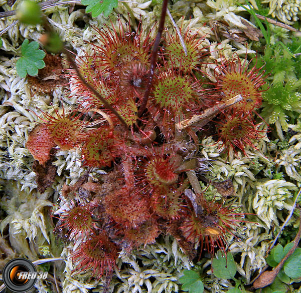 Drosera_Mont-Blanc