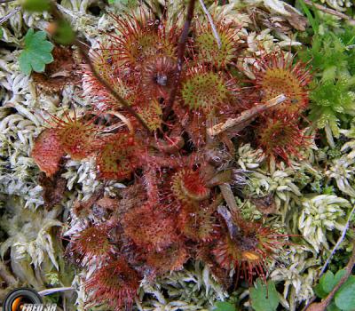 Drosera_Mont-Blanc