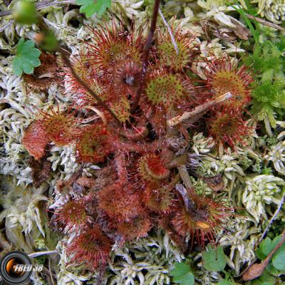 Drosera_Mont-Blanc