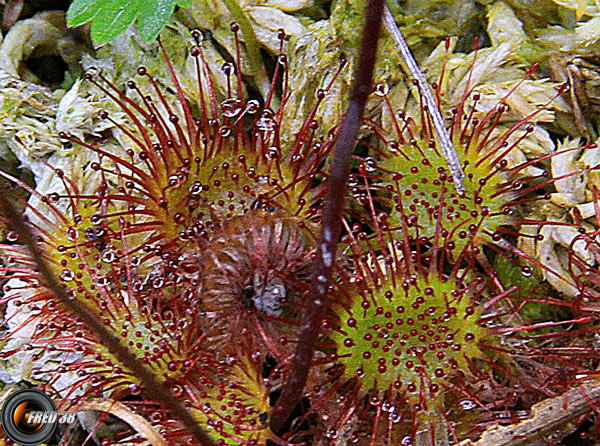 Drosera2_Mont-Blanc