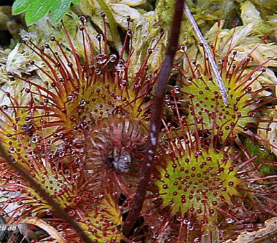 Drosera2_Mont-Blanc