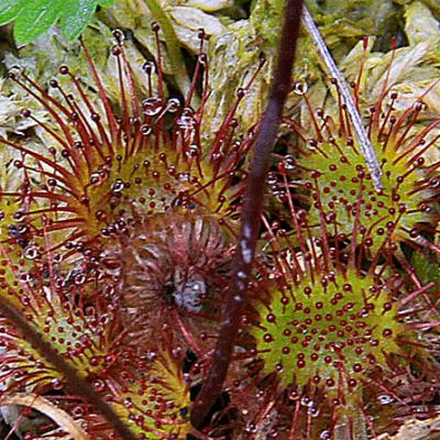 Drosera2_Mont-Blanc