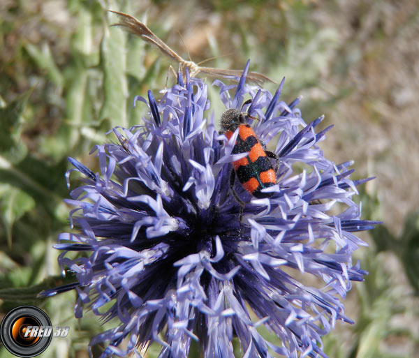 Echinops ritro_Bauges