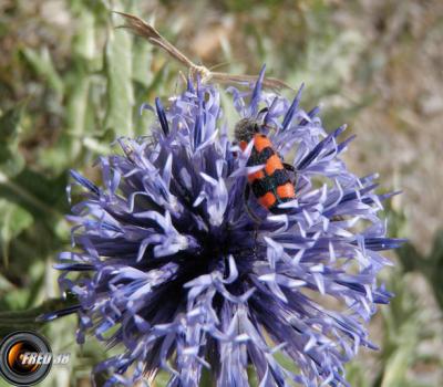 Echinops ritro_Bauges