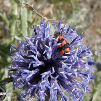 Echinops ritro_Bauges