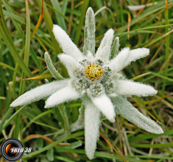 Edelweiss_Beaufortain