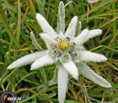 Edelweiss_Beaufortain