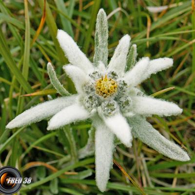 Edelweiss_Beaufortain